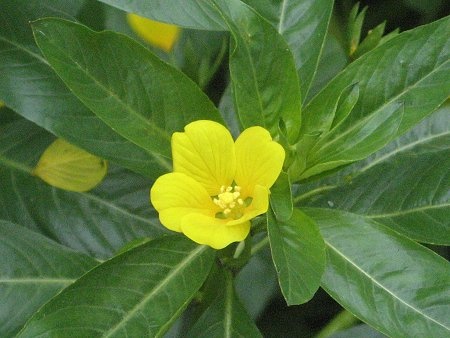 Ludwigia stipulacea