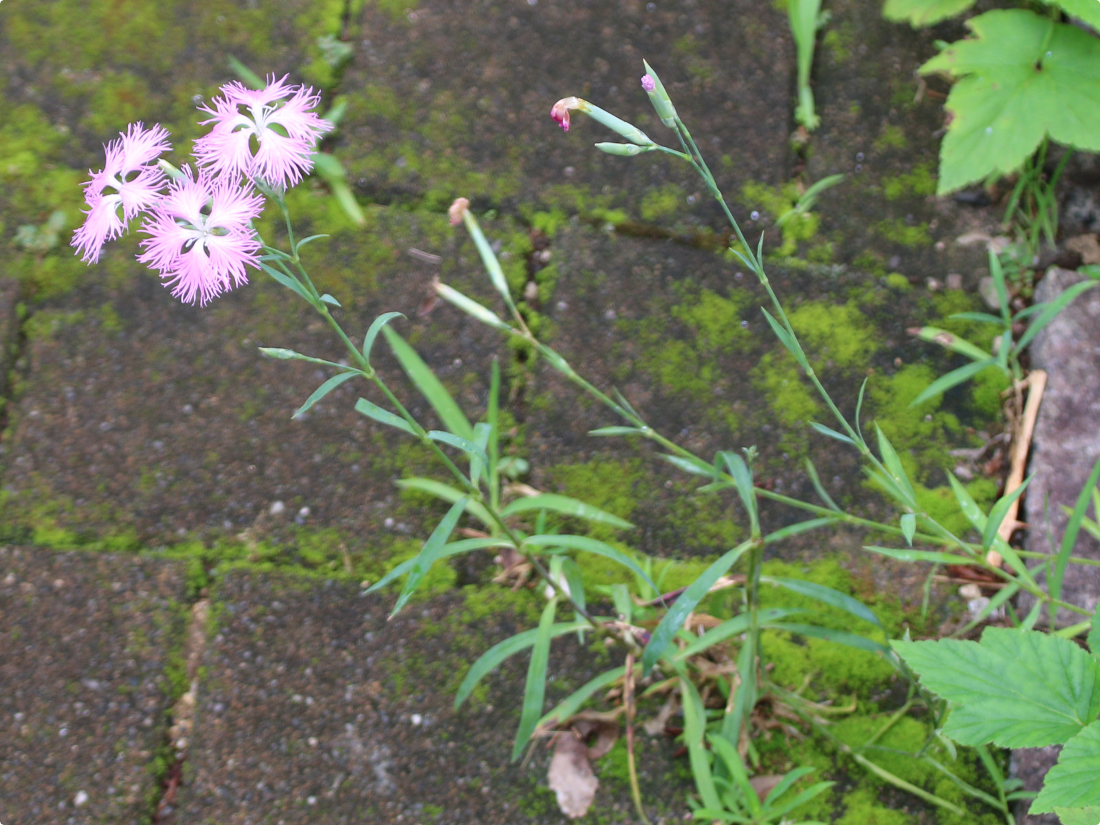 瞿麦 Dianthus Superbus Var Superbus 科技研花图画书