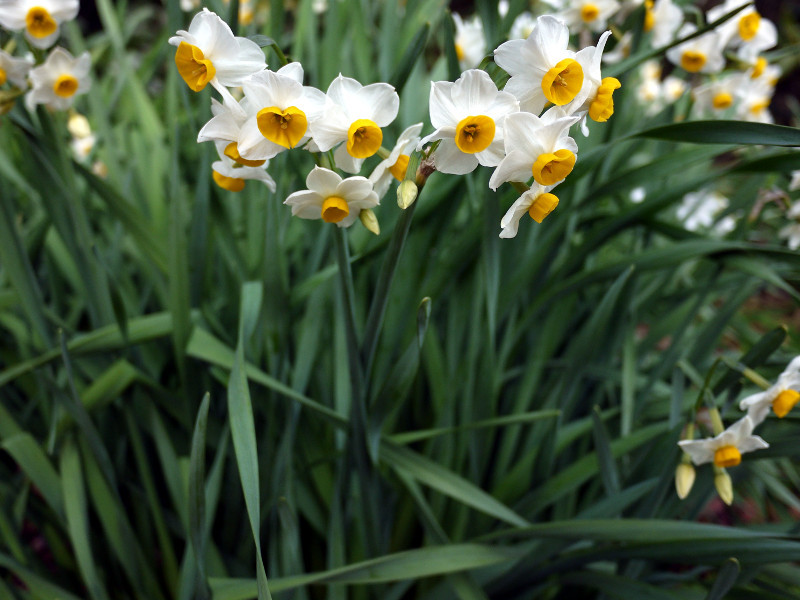 Narcissus chinensis