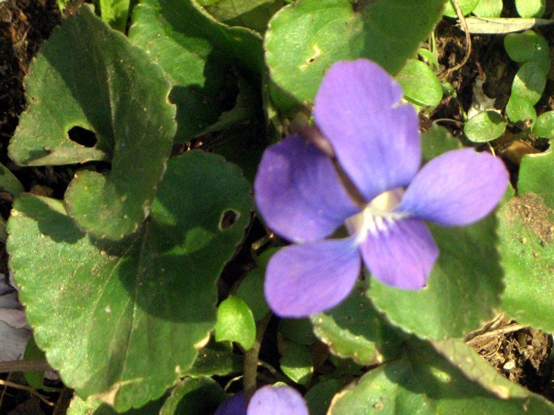 藍菫菜 Viola Sororia 科技研花图画书
