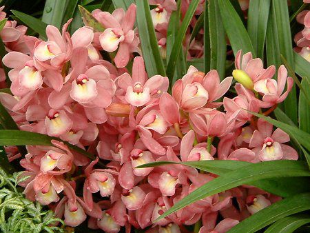 Cymbidium