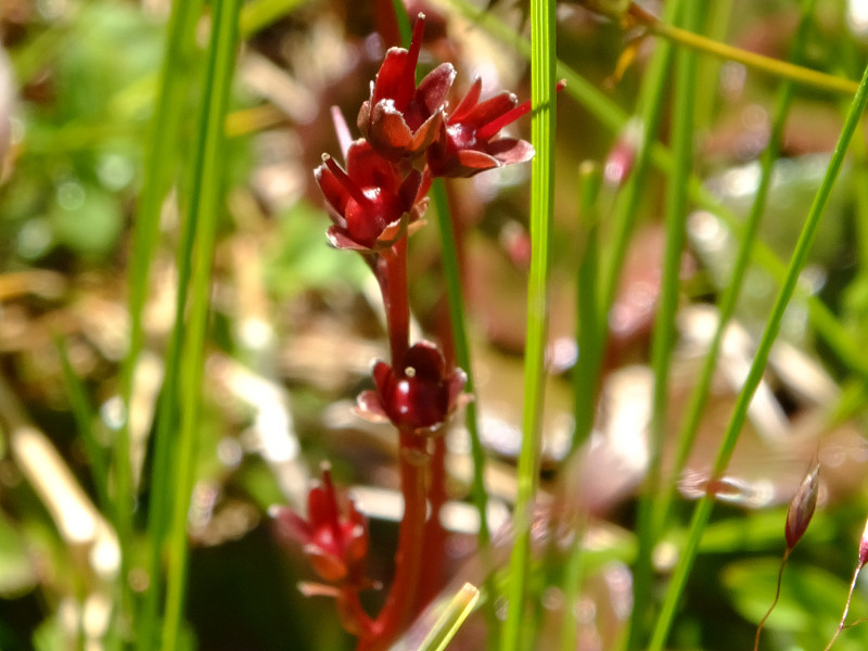 atropurpureum