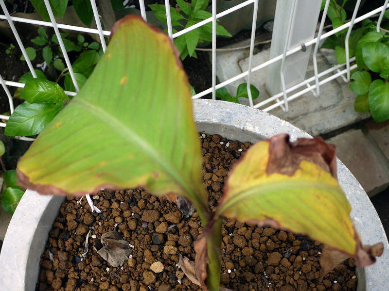 Canna indica