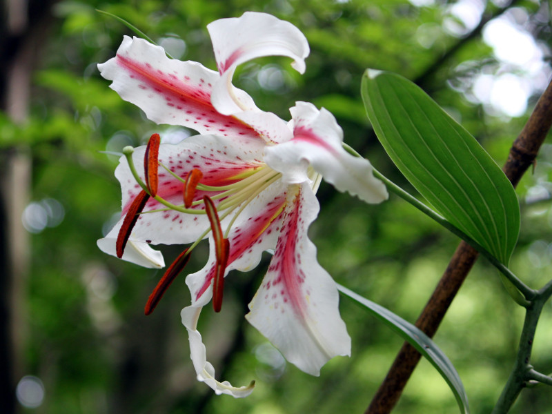 Red-banded lily