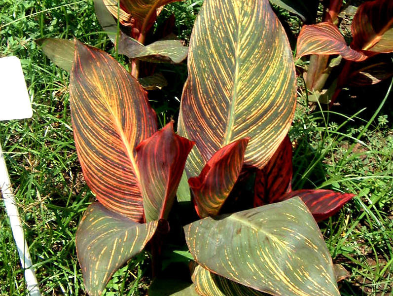 カンナ Canna Indeica Hybrid かぎけん花図鑑