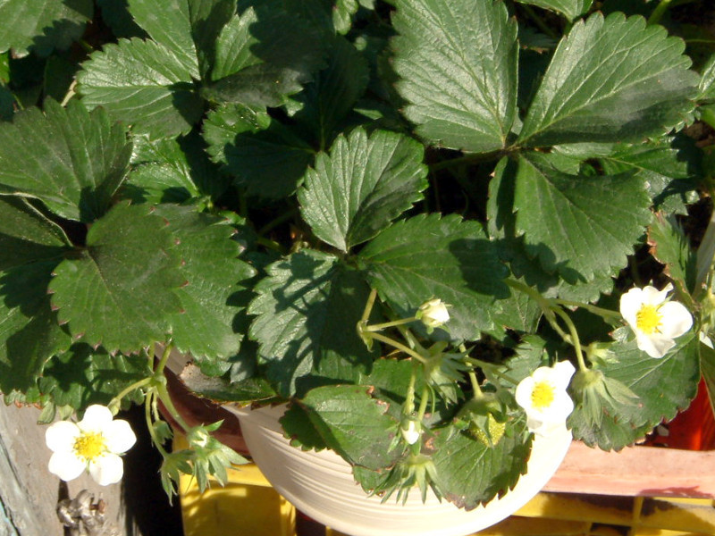 イチゴ Fragaria Ananassa かぎけん花図鑑