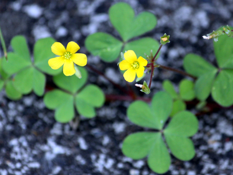 Oxalis corniculata