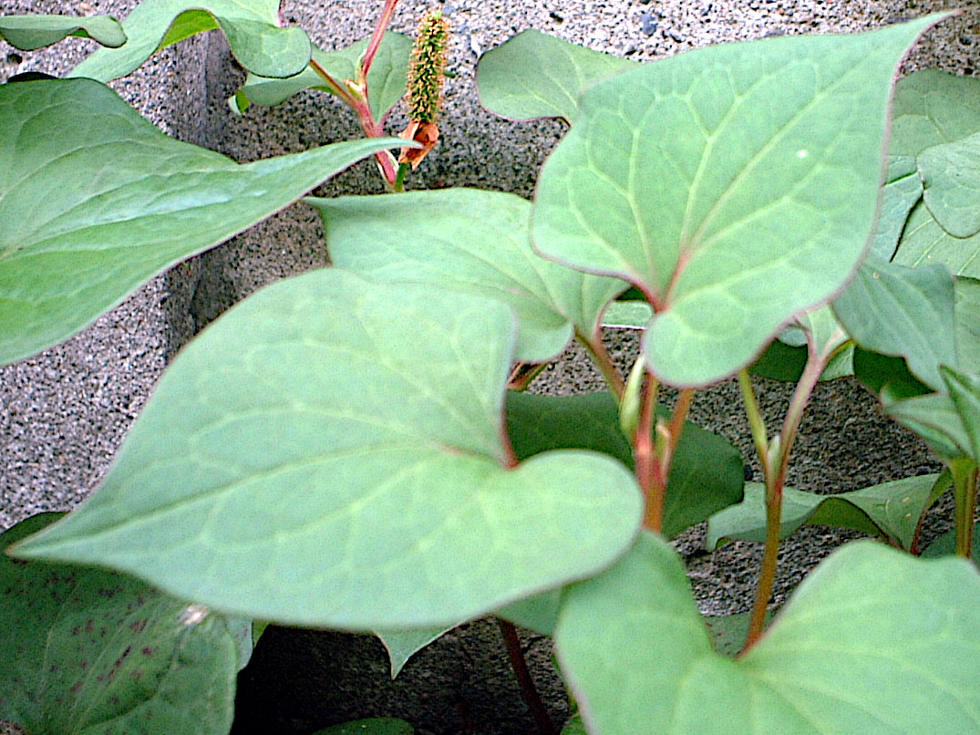 Houttuynia cordata