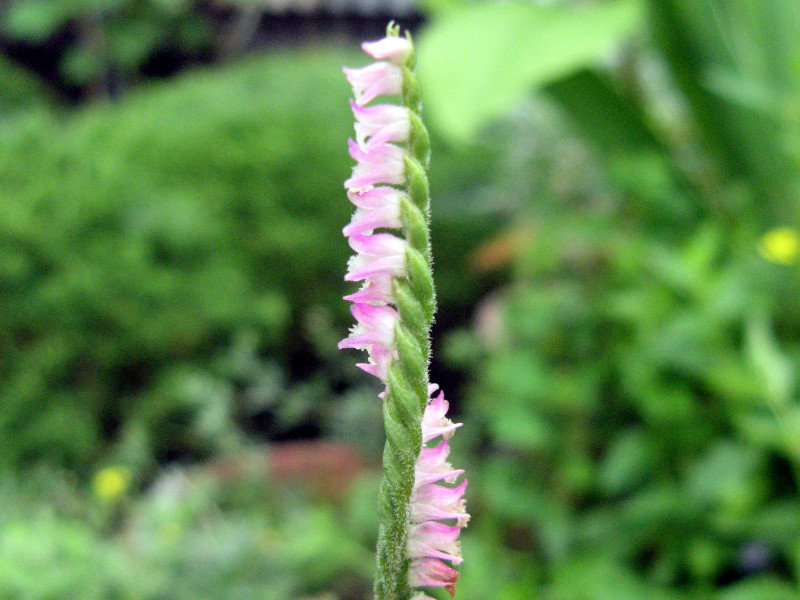 ネジバナ Spiranthes Sinensis かぎけん花図鑑