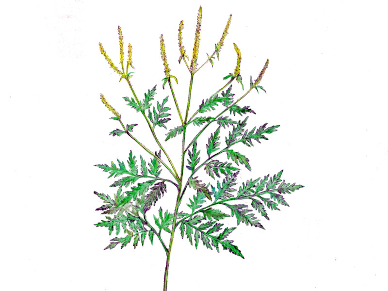 Ambrosia artemisiifolia