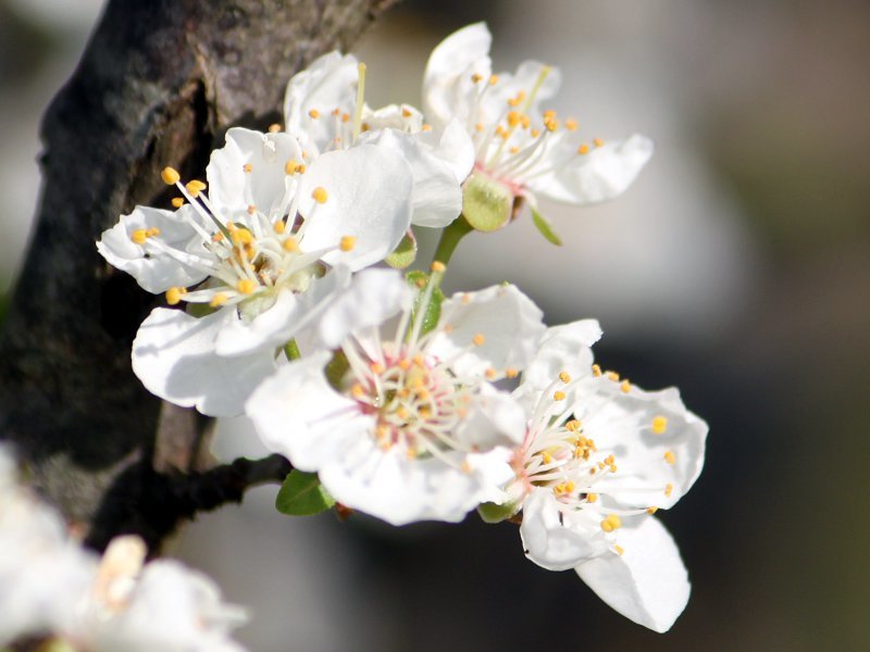 ユスラウメ Cerasus Tomentosa かぎけん花図鑑