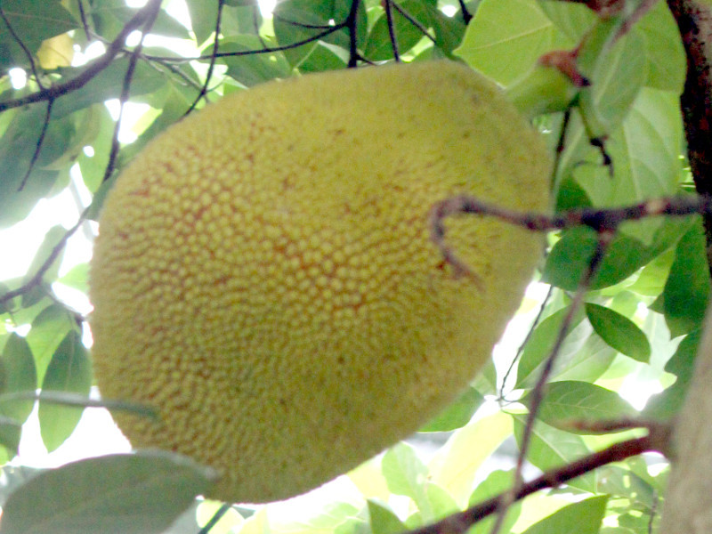 Jackfruit