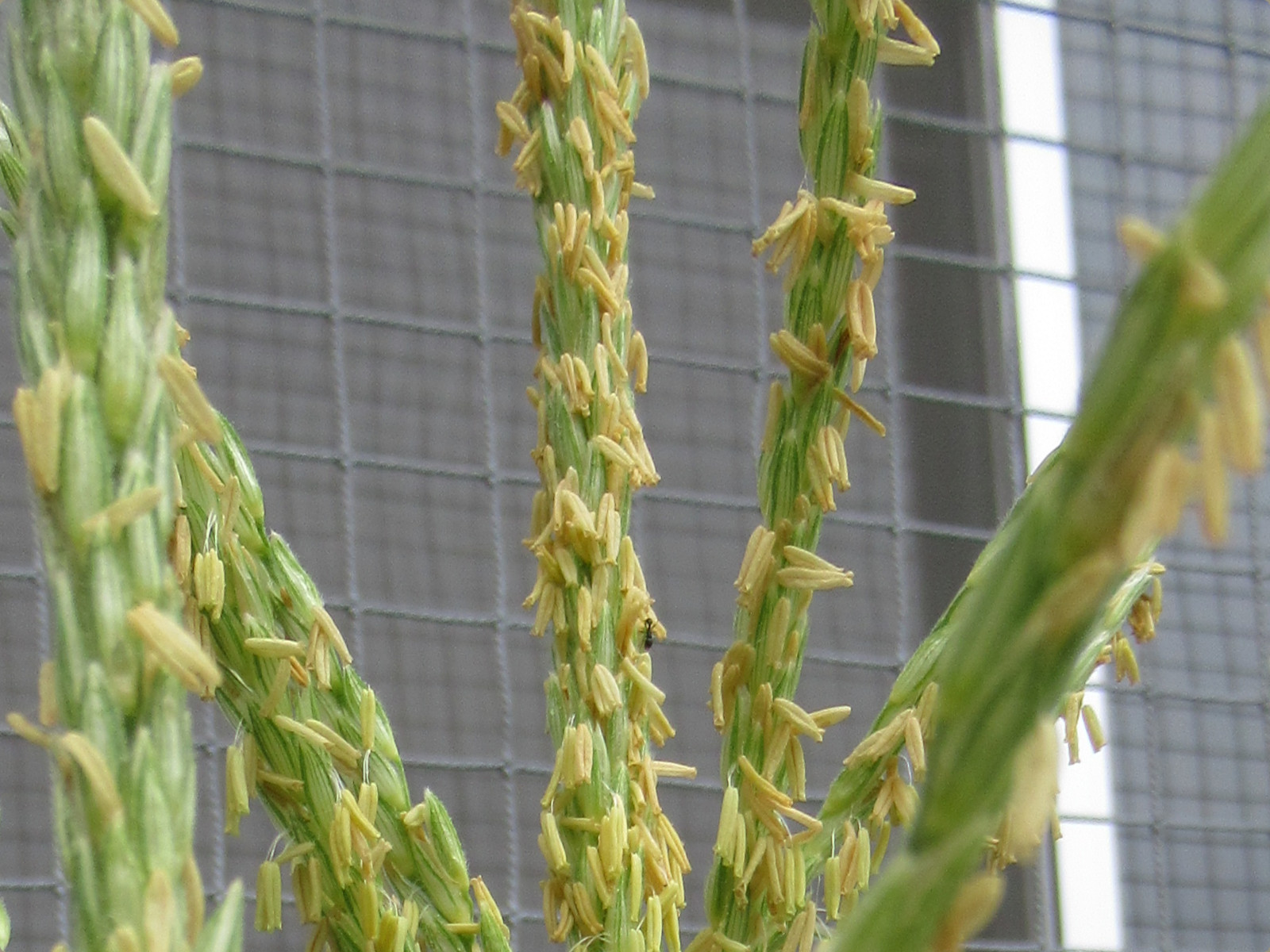 トウモロコシ Zea Mays かぎけん花図鑑