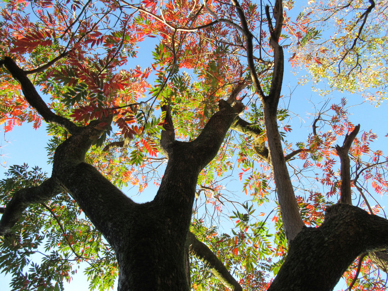 Japanese wax tree