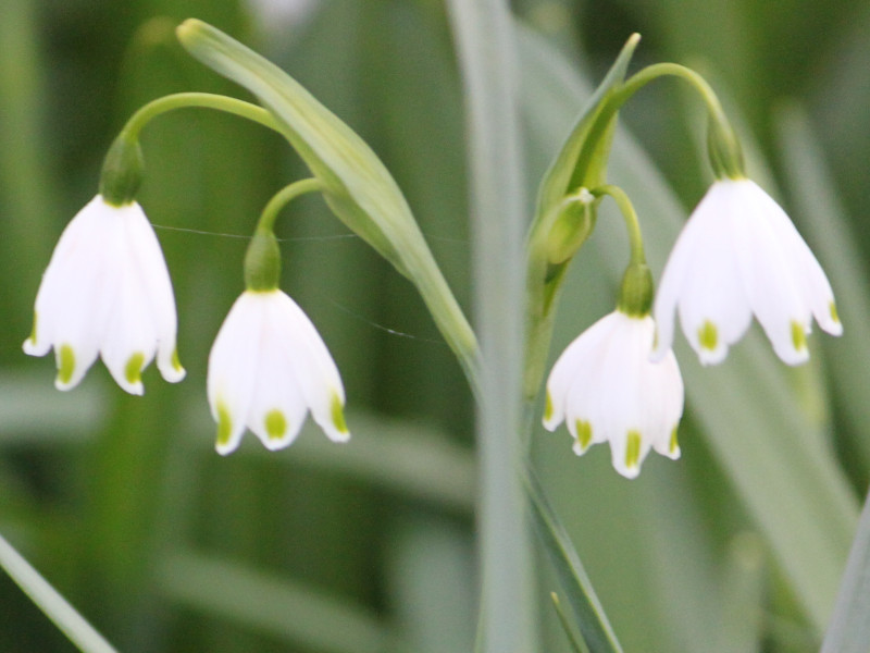 Snowflake Leucojum Aestivum Flower Database