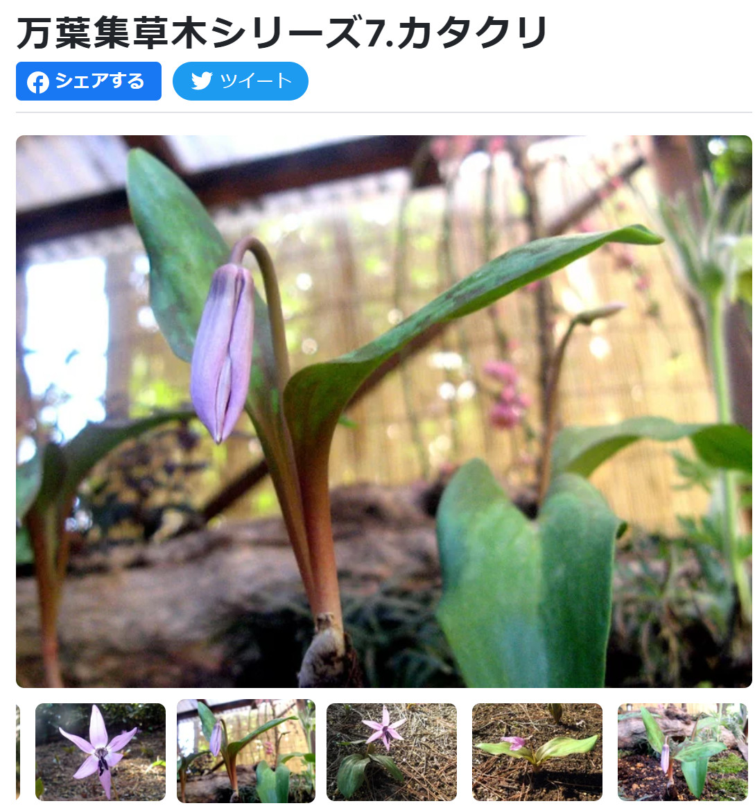 Dog tooth violet