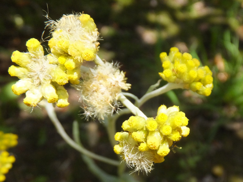 鼠麴草 Gnaphalium Affine 科技研花图画书