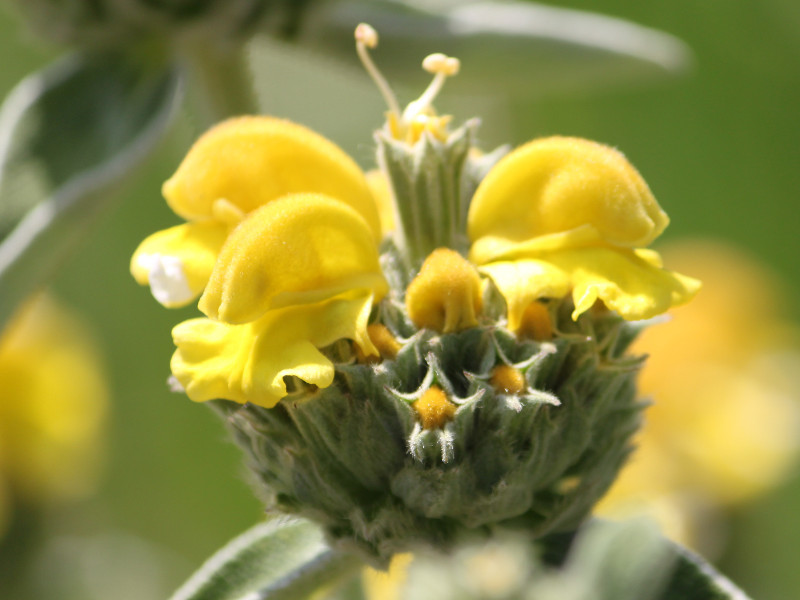 エルサレムセージ Phlomis Fruticosa かぎけん花図鑑