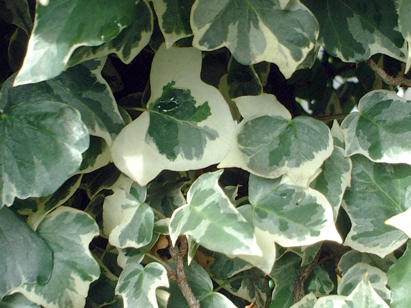 Common ivy