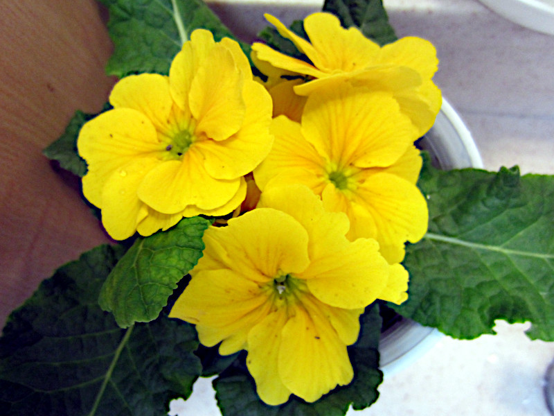 多花报春 Primula Polyantha 科技研花图画书