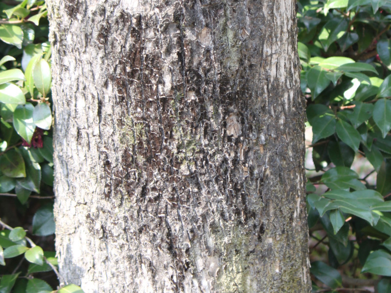 Japanese Elm