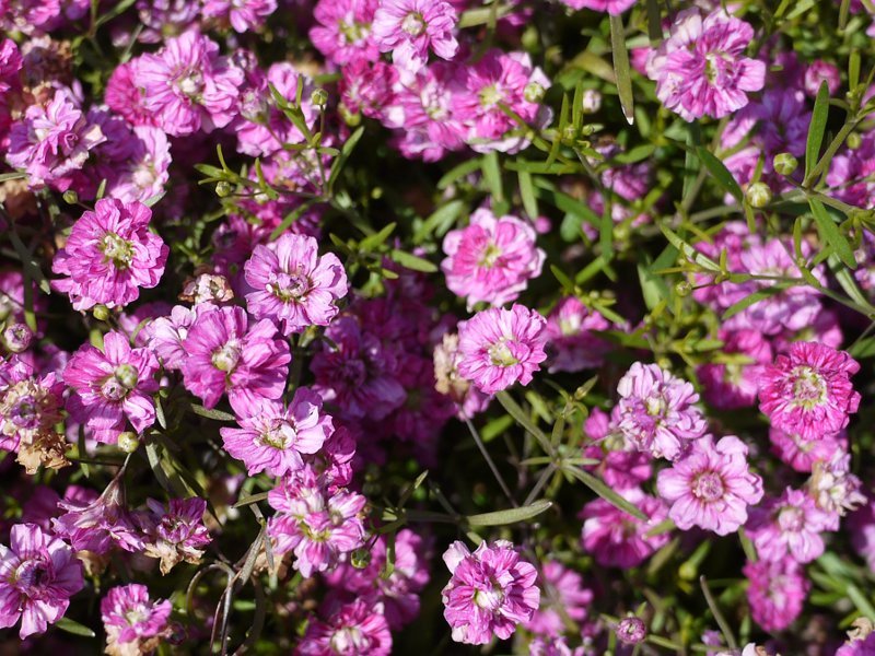 ジプソフィラ ムラリス ジプシーピンク Gypsophila Muralis Cv Gipsy Pink かぎけん花図鑑