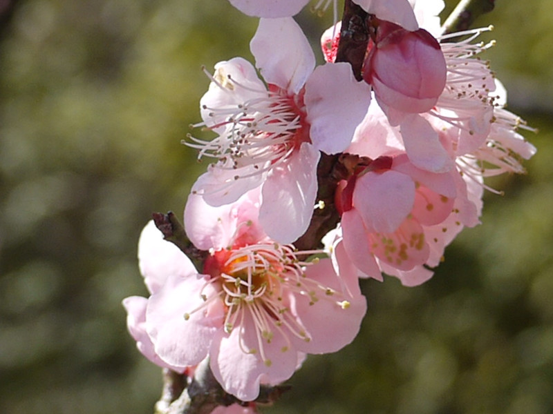 Prunus mume 'Ohginagashi'