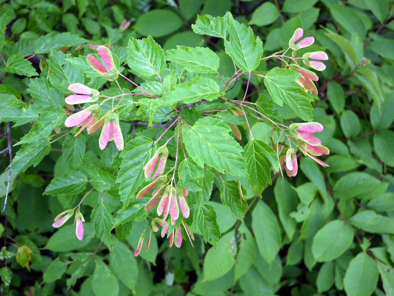 Acer aidzuense