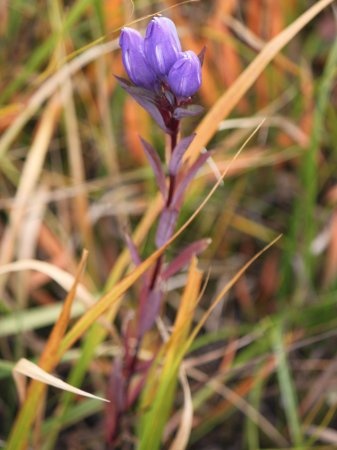 Japanese gentian