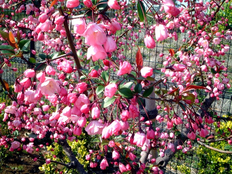 Hall crabapple