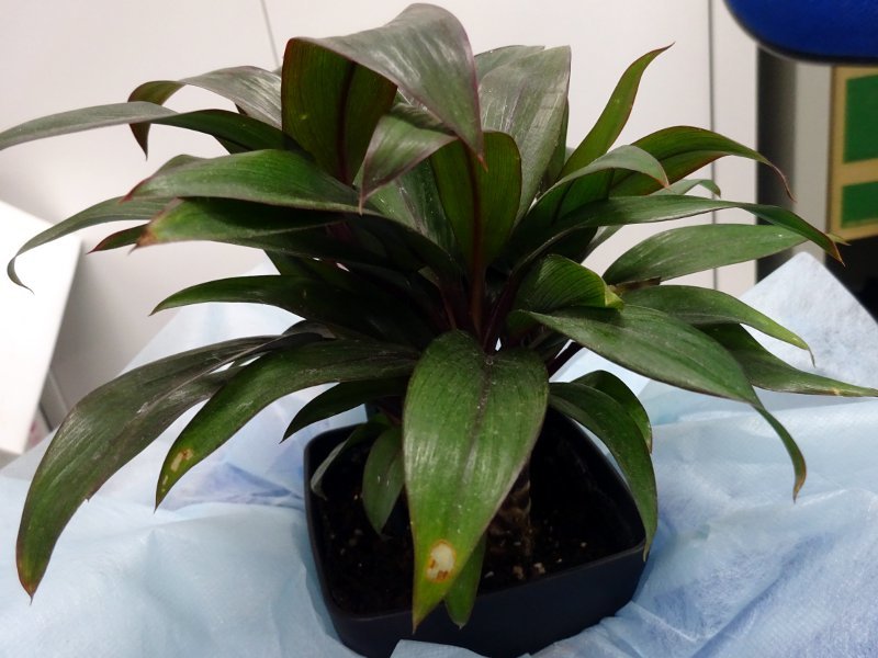 ドラセナ コンパクタ Dracaena Deremensis Compacta かぎけん花図鑑