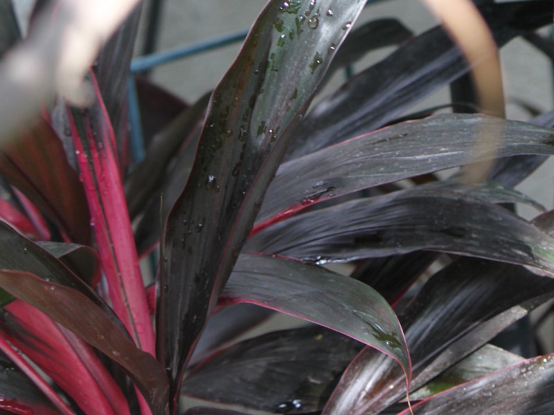 アイチアカ Cordyline Fruticosa Aichiaka かぎけん花図鑑