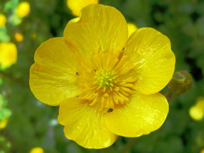 ハイキンポウゲ | Ranunculus repens | かぎけん花図鑑