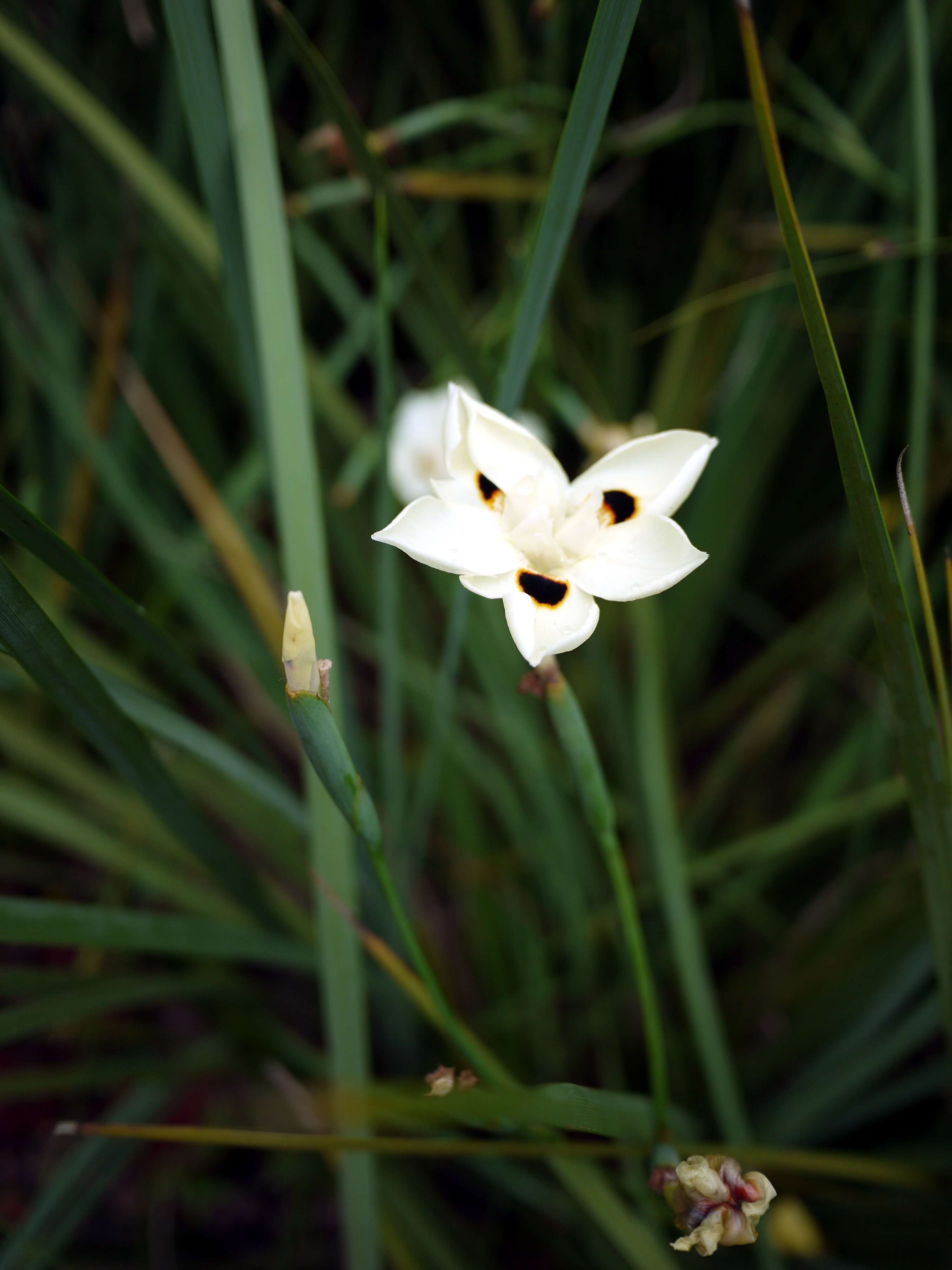 Dietes bicolor