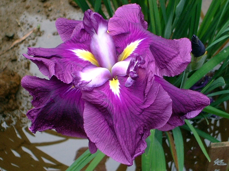 花菖蒲  ’鬼ヶ島'’