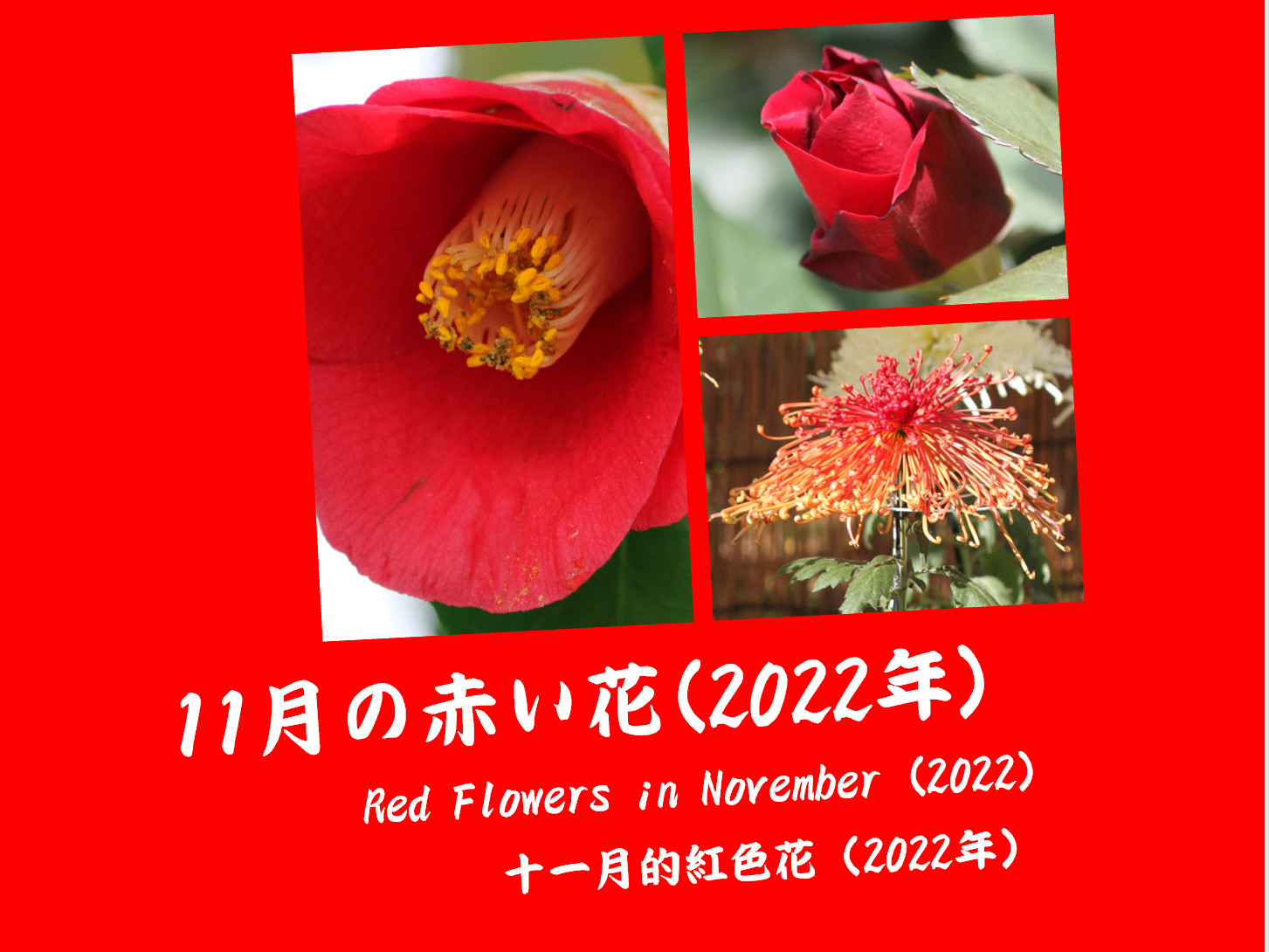 十一月的紅色花(2022年)