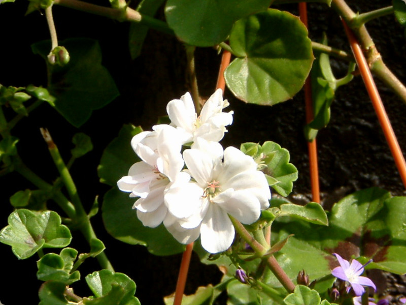 Ivy geranium