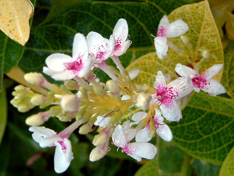  Pseuderanthemum carruthersii