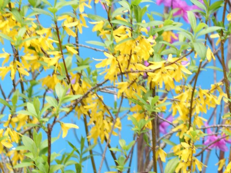  Forsythia suspensa