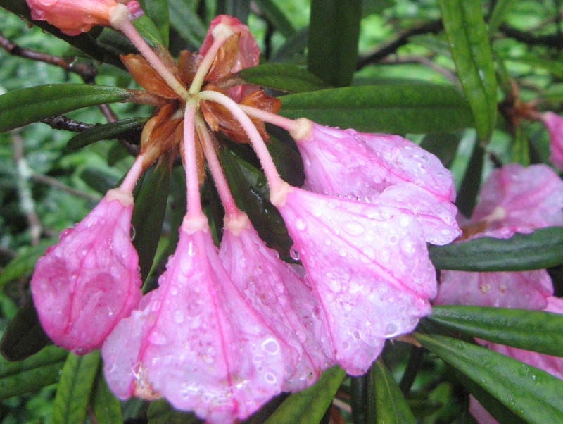 Rhododendron makinoi