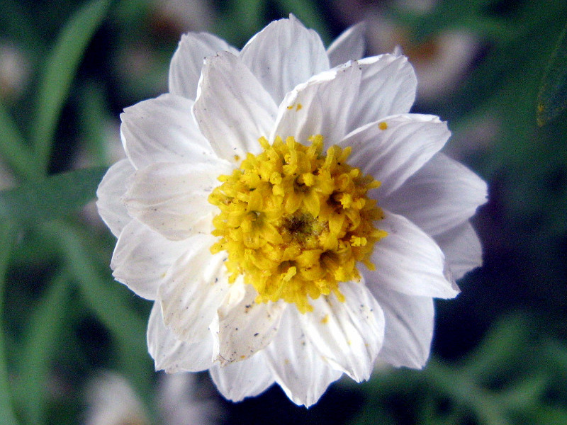 花簪 Rhodanthe Chlorocephala Subsp Rosea 科技研花图画书