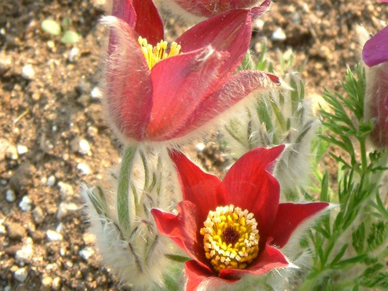 Pulsatilla cernua