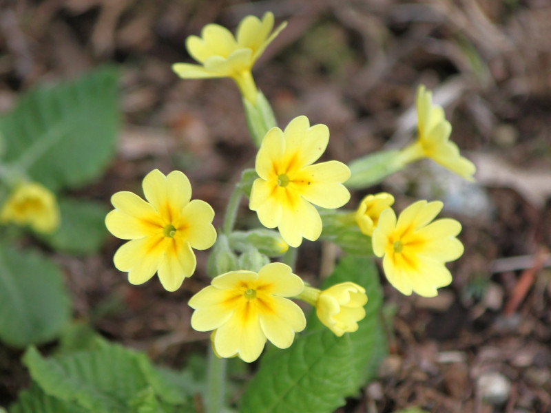 黄花九轮草| Primula veris | 科技研花图画书