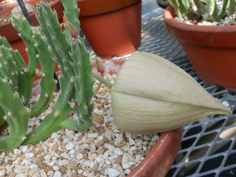 Stapelia hirsuta