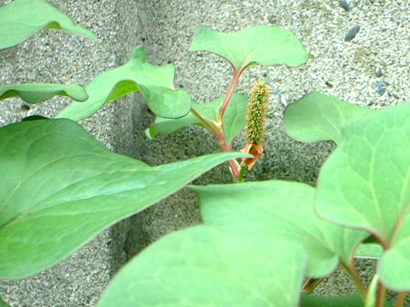 鱼腥草