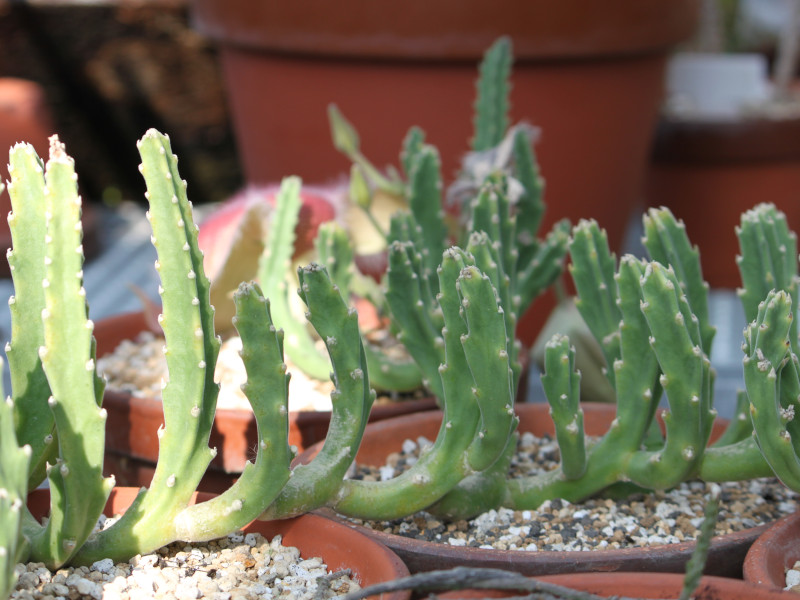 Stapelia hirsuta