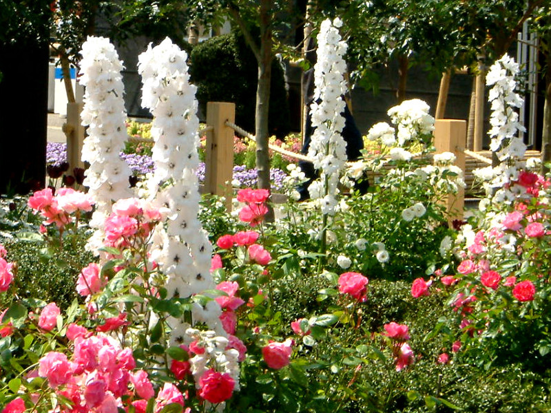 Delphinium lark spur