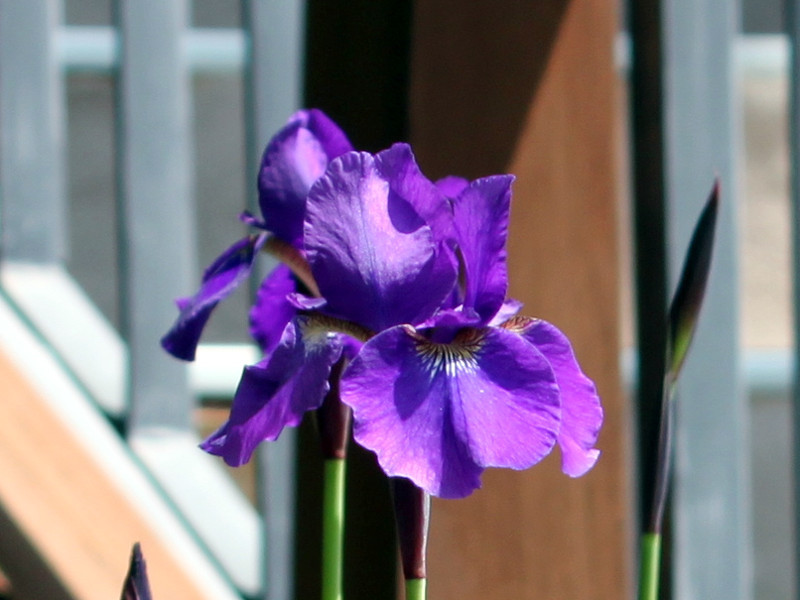 Iris unguicularis