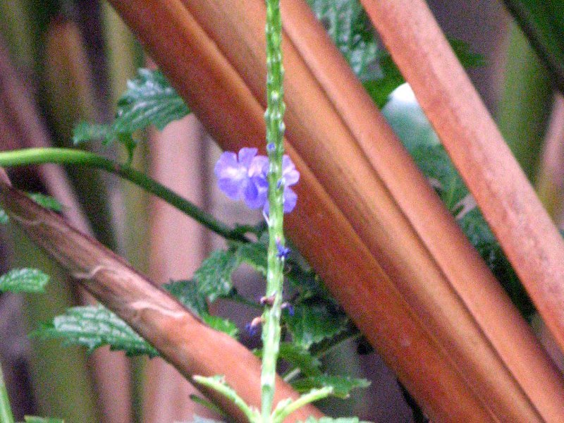 Cayenne vervain