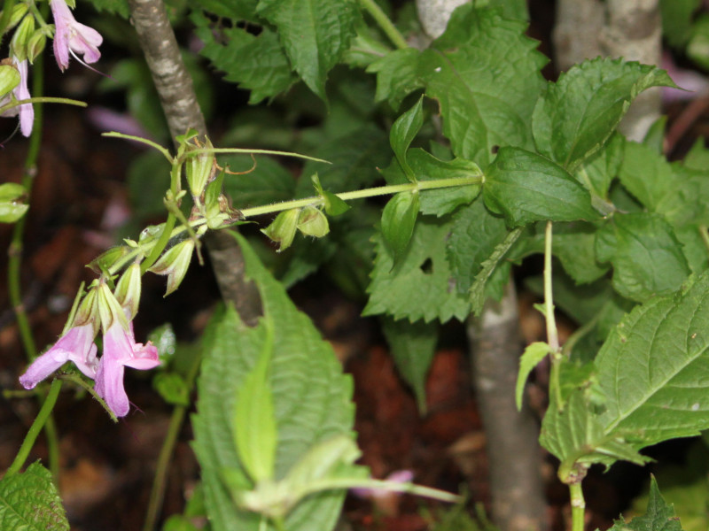 Salvia glabrescens